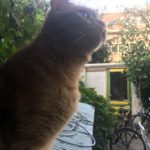 Roter Kater vor dem Küchenfenster